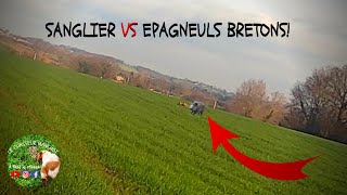 Chasse, Sanglier VS Epagneuls Bretons!!