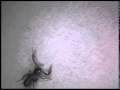 Footage of a Pseudotyrannochthonius sp.