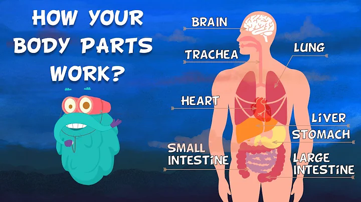 How Do Your Body Parts Work? | Non Stop Episodes | The Dr. Binocs Show | PEEKABOO KIDZ - DayDayNews