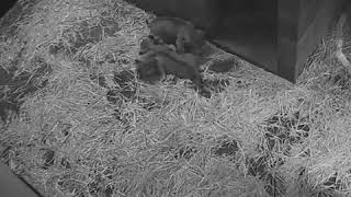 Lion cubs caught play-fighting at Edinburgh Zoo