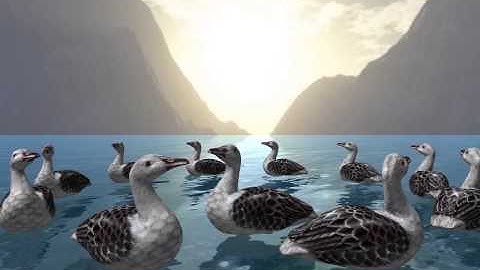 Patos 3D 800x600 30fps