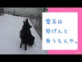 【ジョシュくん】 雪、大好きジョシュアくん #犬 #グローネンダール  #シェパード #shepherd #dog #ペット