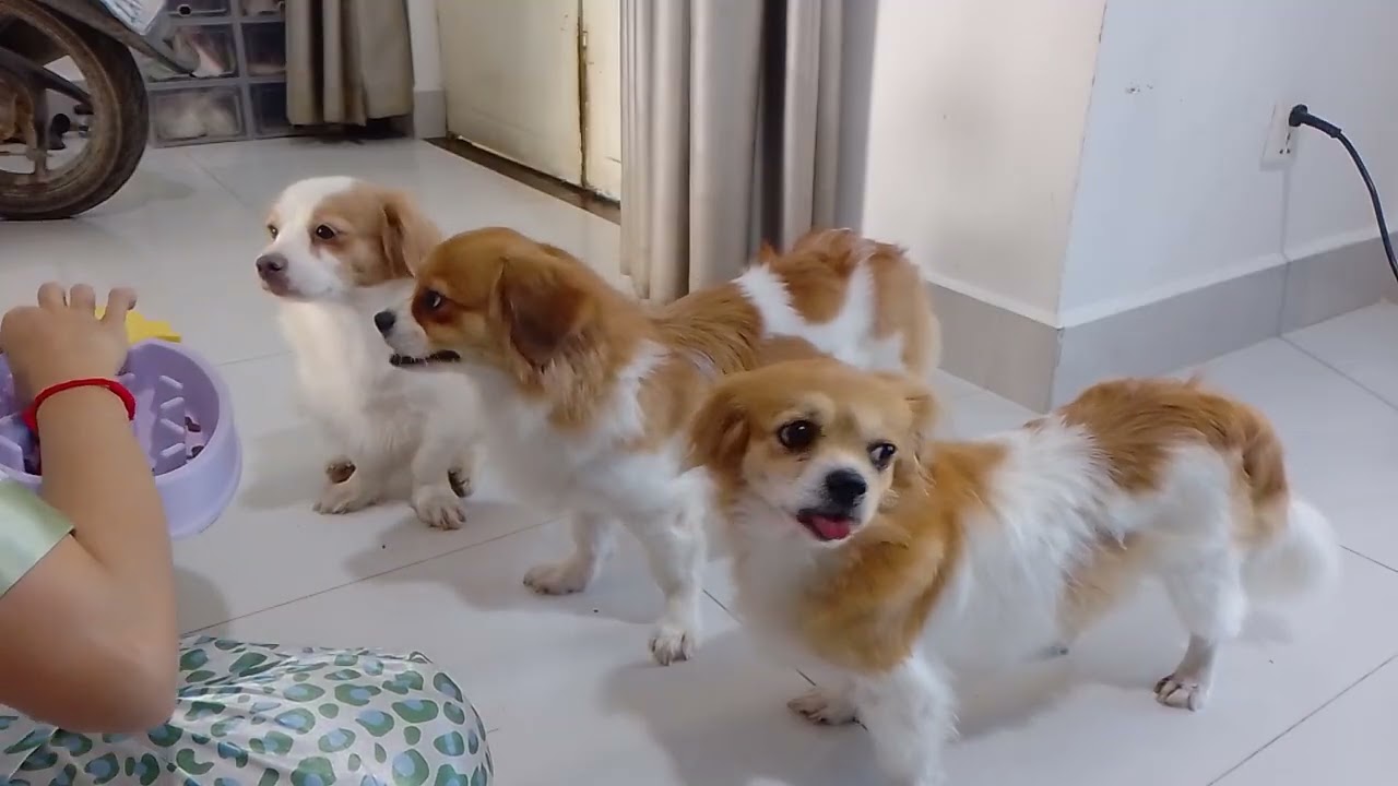 Supper wiggles incoming