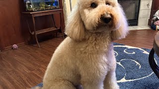 Piper’s Two Week Grooming (Goldendoodle)