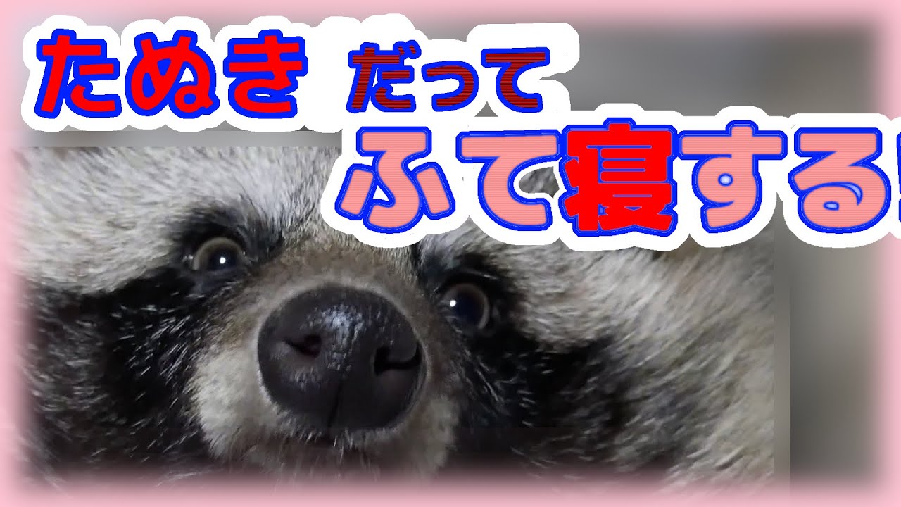 タヌキと二人暮らし 風呂に入れられふて寝するタヌキ Tanuki Is Sulking In Bed Because I Took Him To A Bath Youtube