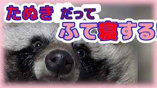 【タヌキと二人暮らし】風呂に入れられふて寝するタヌキ。(Tanuki is sulking in bed because I took him to a bath.)