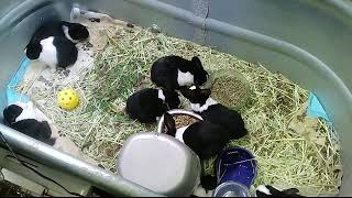 Baby Bunny Cam, Rabbit Baby, Live Animal Cam #bunny #rabbit