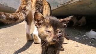 船の下で見掛けた赤ちゃん子猫と人懐っこいママ猫