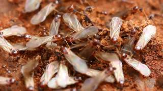 Meet the Termite Queen  The Longest Living insect in the world