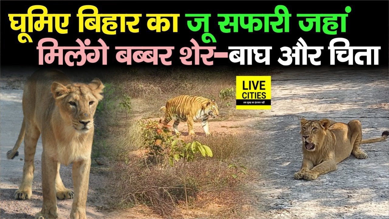 Bihar के Rajgir Zoo Safari घूमिए Nitish Kumar के साथ, बब्बर शेर-बाघ और चिता सब हैं अंदर | Bihar News