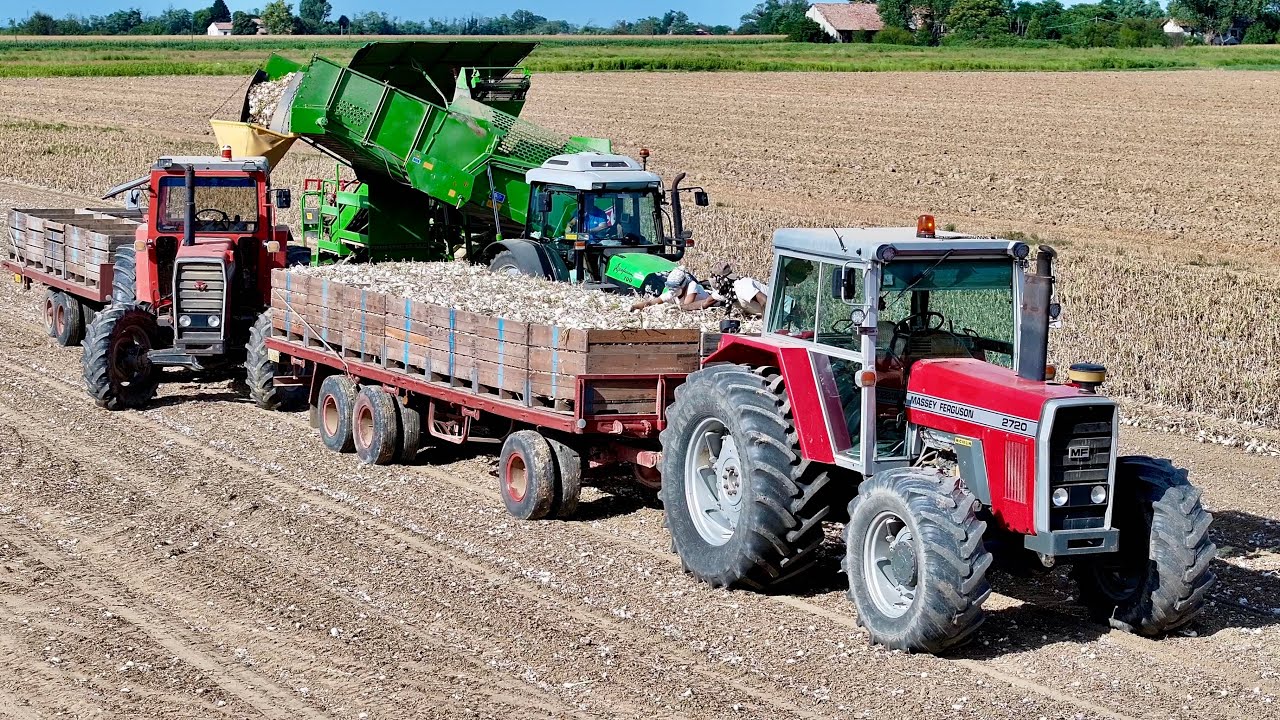 *TOP* Deutz Fahr | Massey Ferguson | Raccolta cipolle | RAVERA FARM