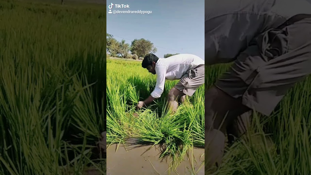 Farmers hard work(1) YouTube