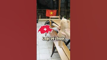 Luật về chuột - câu chuyện thú bông vải Tiệm Tạp Hóa Nhà May