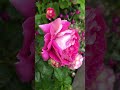 Между Донецком и Мариуполем, сад Елены Николаевны #россия #украина #розы #цветы #нетвойне
