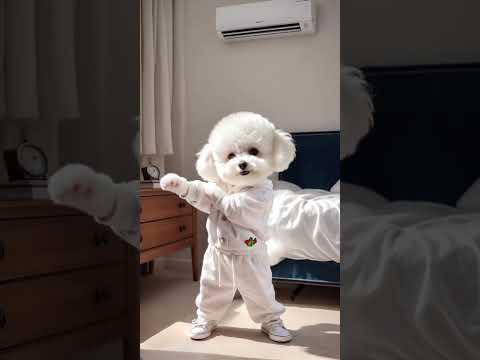 Super cute furry kids give you a plan to debut with cute pets. Furry kids. Bichon