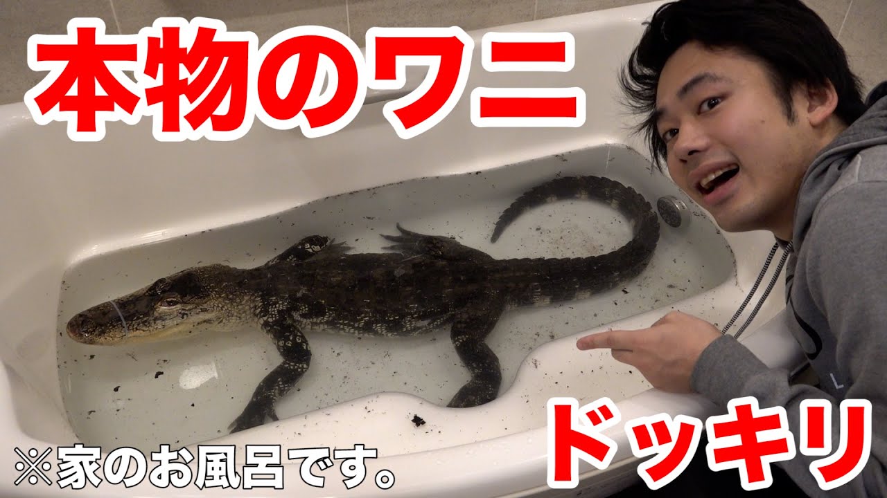 ドッキリ お家の風呂に 本物の巨大ワニ がいらっしゃいます Alligator In Bathroom Youtube