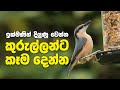 කුරුල්ලන්ට කෑම දීමෙන් ඔබට ලැබෙන වාසි | Vastu Benefits Of Feeding The Birds