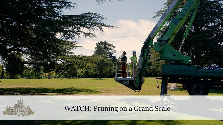 Lady Carnarvon - Pruning on a Grand Scale