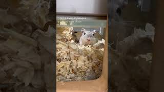 Famous #gerbil#trapped#viral#prison#animalcruelty#saveanimals#smallanimal#petstore#sad#like#follow#cruelty Net Worth