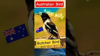 Butcher Bird 🐦 Pet ❤️ (پالتو پرندہ) | Friendly Australian Bird 🇦🇺 Sound 🎶