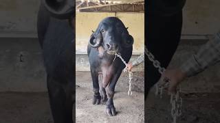 Jafrabadi buffalo 🐃#shorts #youtubeshorts #shortvideo #shortsfeed #youtube #buffalo #mayurodedara