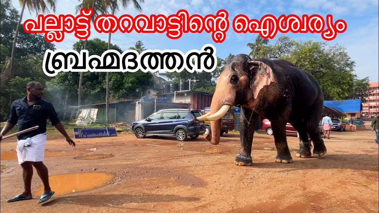 ശാന്തനാണ് പക്ഷേ ദേഷ്യംവന്നാൽ തുമ്പികൈ കടിച്ചു പിടിക്കും|പല്ലാട്ട്‌ ബ്രഹ്മദത്തൻ|sarisway