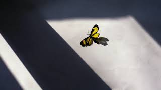 Nimbus Melody Music Relaxing Your Mind Background Music screenshot 5