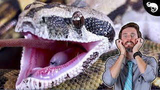 How Snakes Eat, And Why They Don't Eat People