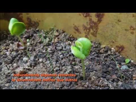 Pau Brasil - caesalpinia echinata (plantio e germinação)