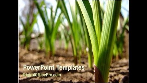 Garlic Plant PowerPoint Template Backgrounds - DigitalOfficePro #00138
