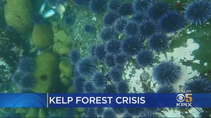 Kelp Forest Declining Due To Climate Change, Warmer Water