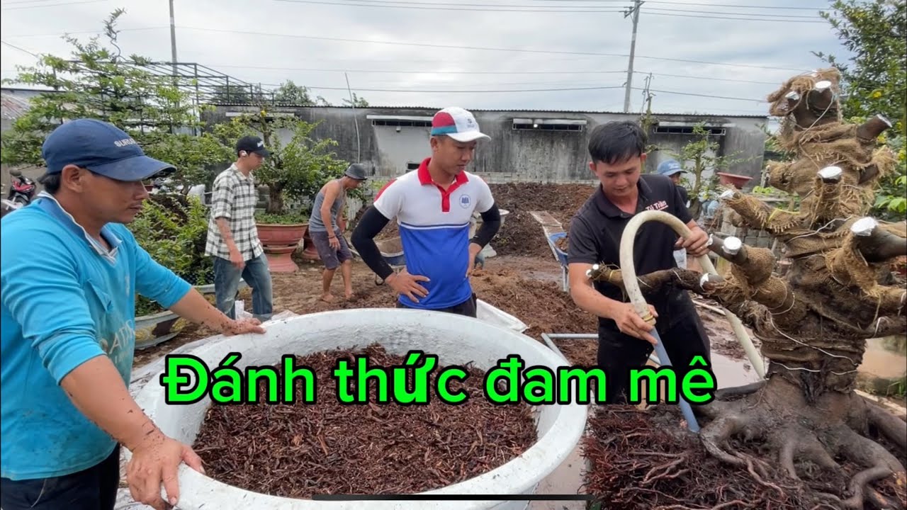 Уход за сливовым садом — довольно дорогое удовольствие, так что посмотрите это видео, друзья!