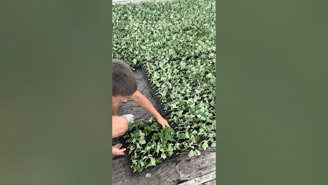 Посадка кассетной рассады, сорт клубники магнус #земля #strawberry # ...