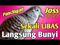 Perkutut lokal Gacor suara joss untuk pancingan. sekali LIBAS langsung MANJUR.