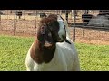 Boer goats barry strydom  south african