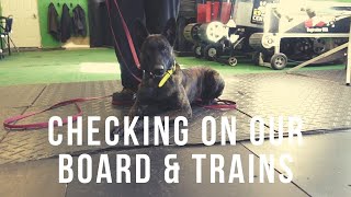 Dog Reactivity, Recall and More with our Board & Trains | Grassroots K9