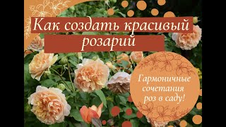 Как создать красивый розарий. Гармоничные сочетания роз.