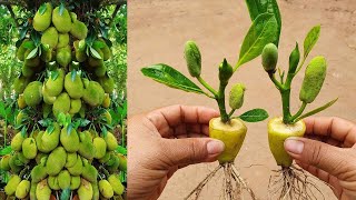 Skill For Propagate jackfruit Growing Fast [ 100%]