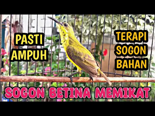 PANCINGAN SOGON BETINA MEMANGGIL JANTAN ‼️ AMPUH UNTUK TERAPI SOGON BAHAN AGAR RAJIN BUNYI class=