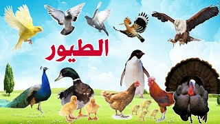 أسماء الطيور للأطفال - أصوات الطيور وأشكالها الحقيقية | Names and sounds of birds