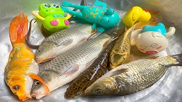 Kem Chanel và mèo hồng đi bắt cá được cá chép, cá vàng, cá sấu tinh nghịch, con vịt, có bể bơi mới.