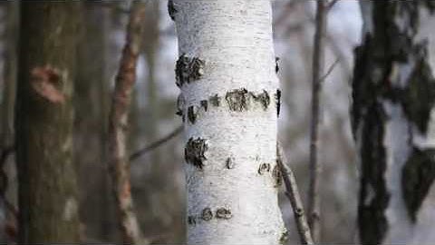 Lumix G9 Autofocus Test, Focal Point 100mm, 5-axis stabilization (4K 60fps)