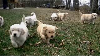 Puppies, puppies and only puppies - Compilation Video by The Burgs 688 views 7 years ago 36 minutes