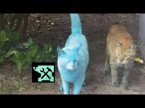 Mewgenics memes i found down with the Devil 