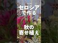 【オシャレ度UP‼︎】セロシア×カラーリーフの失敗しない色合わせ3選