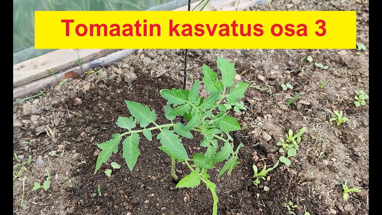 Tomaatin kasvatus osa 3 - Istutus multaan/kompostiin