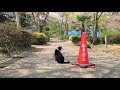 猫と駐車禁止の三角コーン　Cat and Ｎo parking sign