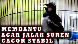 Jalak Suren  Untuk Mengatasi Jalak Suren Macet Bunyi Agar Jadi Gacor Stabil