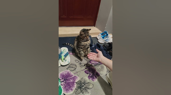 Гіпноз від шкідливих звичок! #funnycat #кішки #трезваякультура
