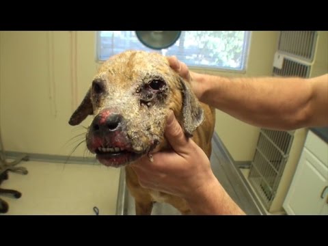 how do you treat a burn on a puppy